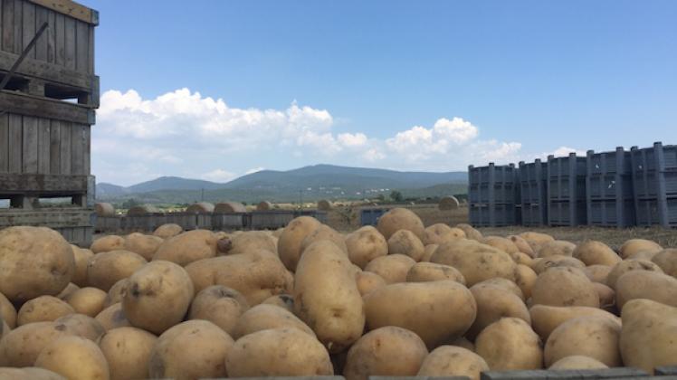 Holanda: Consumentenprijs aardappelen 11% omhoog | ARGENPAPA